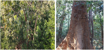 Tăng cường bảo vệ và ngăn chặn khai thác trái phép quả ươi tại Vườn Quốc gia Bù Gia Mập