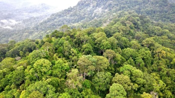 Triển khai thực hiện kết quả công bố hiện trạng rừng năm 2023