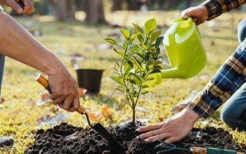 Phấn đấu trồng trên 739 ngàn cây xanh trong năm 2024