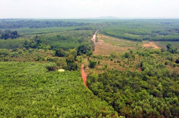 Phát triển rừng trồng sản xuất gỗ lớn giai đoạn 2024-2030 trên địa bàn tỉnh Bình Phước