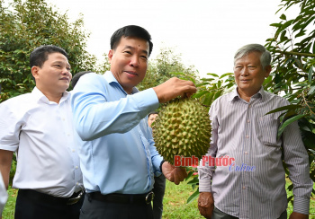 Bí thư Tỉnh ủy Nguyễn Mạnh Cường: Nghiên cứu, xem xét khả năng tăng diện tích trồng sầu riêng