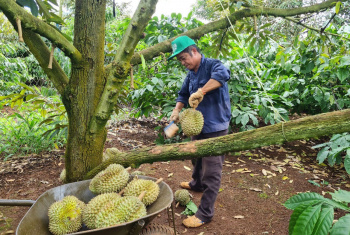 Phát triển hợp tác xã nông nghiệp trong tái cơ cấu ngành nông nghiệp và xây dựng nông thôn mới