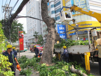 Tăng cường bảo đảm an toàn trong quản lý cây xanh đô thị