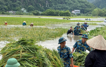 Triển khai các biện pháp nhanh chóng phục hồi sản xuất nông nghiệp sau bão số 3 và mưa lũ