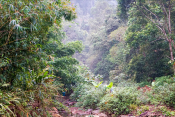 lâm nghiệp