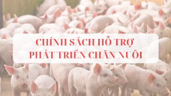 Chính sách hỗ trợ phát triển chăn nuôi