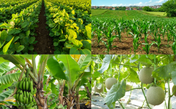 Chính sách hỗ trợ phát triển hợp tác xã