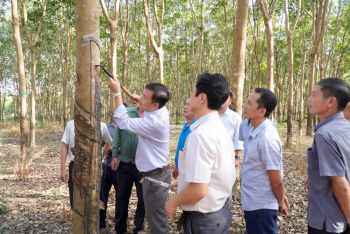 Tổng kết dự án khuyến nông xây dựng mô hình sản xuất cao su tiểu điền bền vững