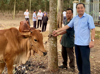 Phú Riềng bàn giao 40 con bò giống cho hộ khó khăn