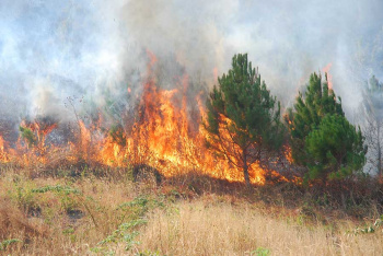 Tăng cường phòng, chống cháy nổ, cháy rừng trước, trong và sau Tết