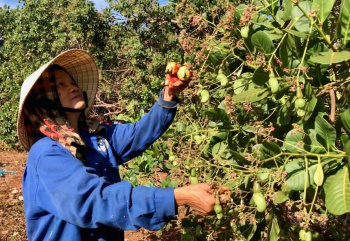 Triển khai Đề án phát triển kinh tế hợp tác, hợp tác xã trong vùng đồng bào dân tộc thiểu số