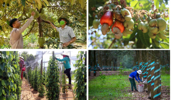 Tiếp tục nâng cao năng lực, hiệu quả hoạt động của hợp tác xã nông nghiệp