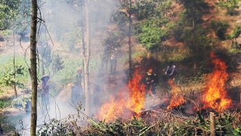 Chủ động công tác phòng cháy, chữa cháy rừng