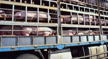 Quy định về xử lý vi phạm vận chuyển động vật sống, thực phẩm tươi sống