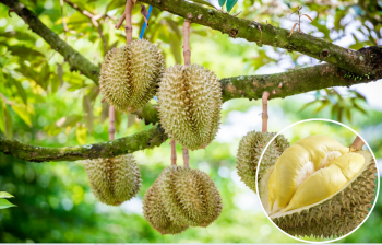 Nâng cao năng lực cạnh tranh và bảo đảm sản xuất, xuất khẩu sầu riêng ổn định