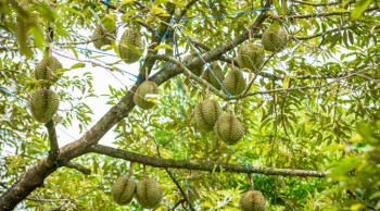 Quản lý bệnh Phytophthora SP. trên cây sầu riêng trong mùa mưa bằng phương pháp sinh học