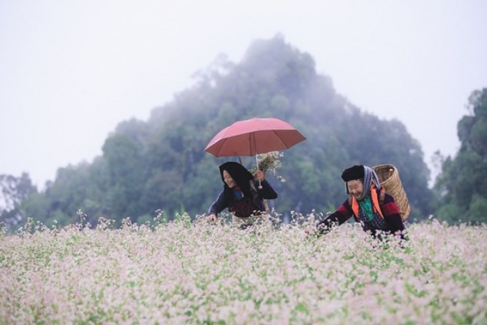 Lễ hội Hoa tam giác mạch online thu hút du khách đến với Hà Giang