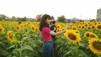 Mùa xuân trên cánh đồng hoa Sunflower Farm