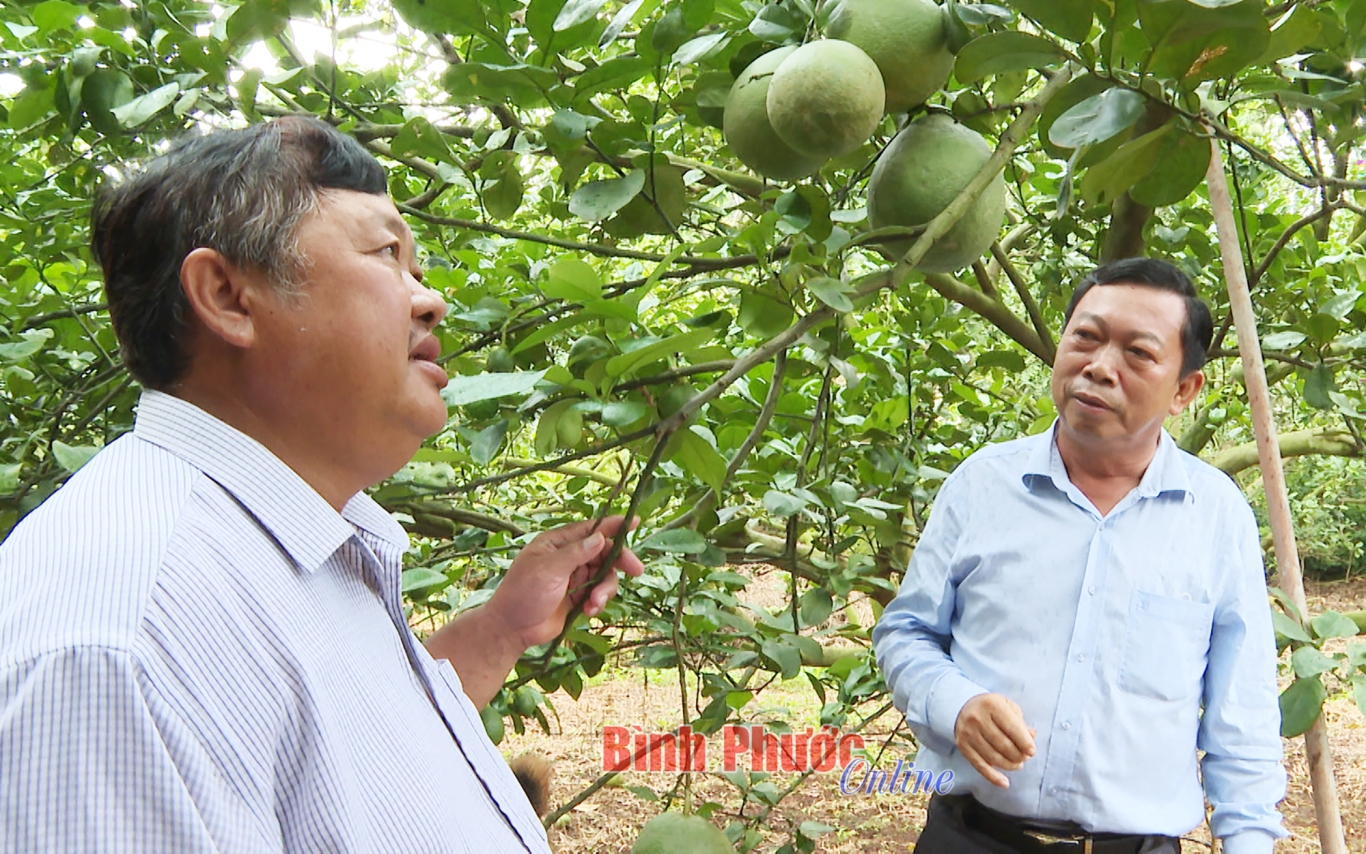 Phát triển cây ăn trái ở Bình Phước: Giàu tiềm năng, nhiều lợi thế