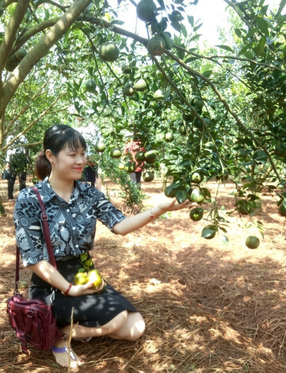 Vườn cam sạch của HTX Hưng Phát, huyện Đồng Phú