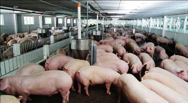 Vượt thách thức tăng sức cạnh tranh cho ngành chăn nuôi lợn