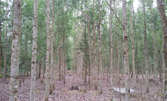 Rừng Keo lá tràm 4 tuổi được trồng tại Bình Phước. Nguồn ảnh: www.nongnghiep.vn