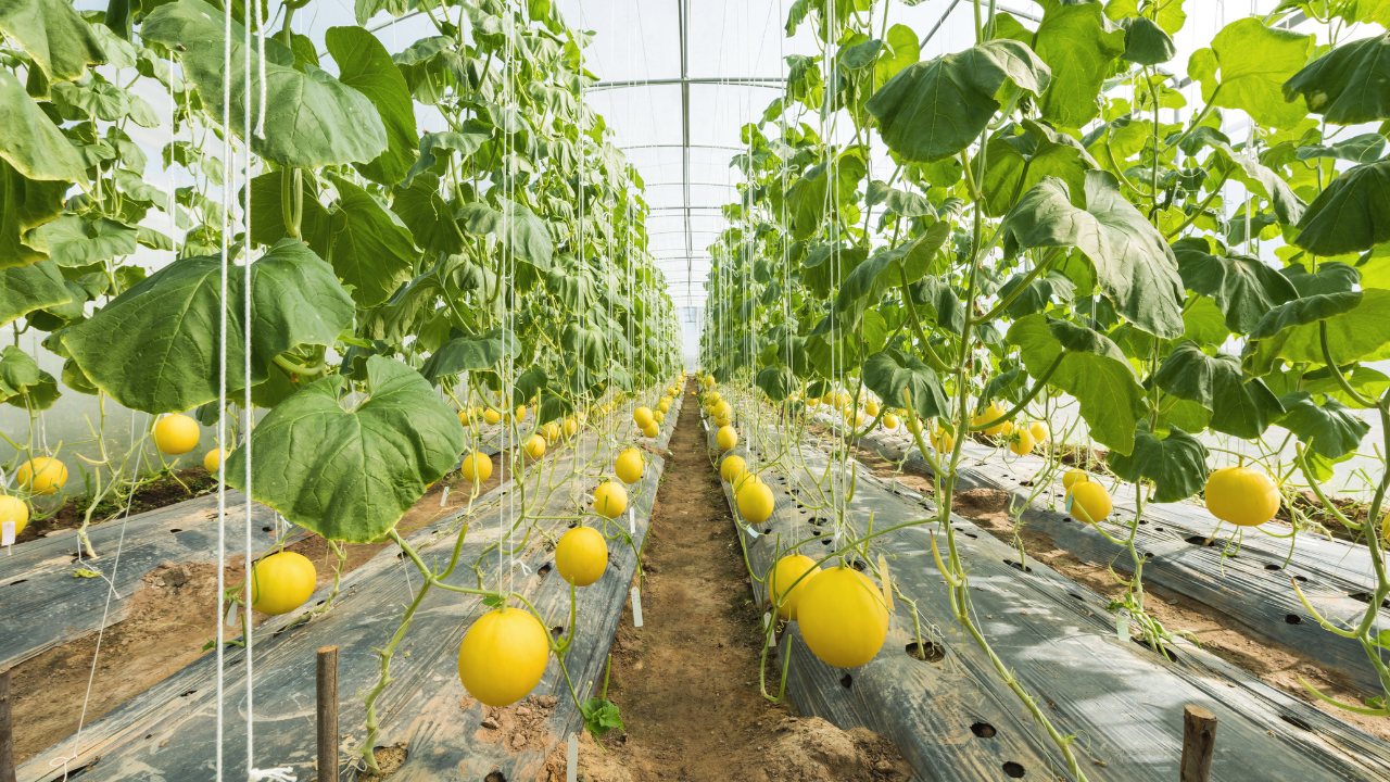Hồ sơ công nhận doanh nghiệp nông nghiệp ứng dụng công nghệ cao
